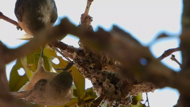 African Penduline-Tit (Buff-bellied) - ML465104401