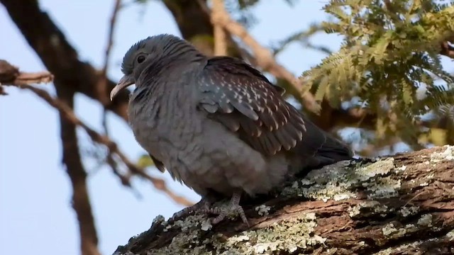 Pigeon roussard - ML465104771