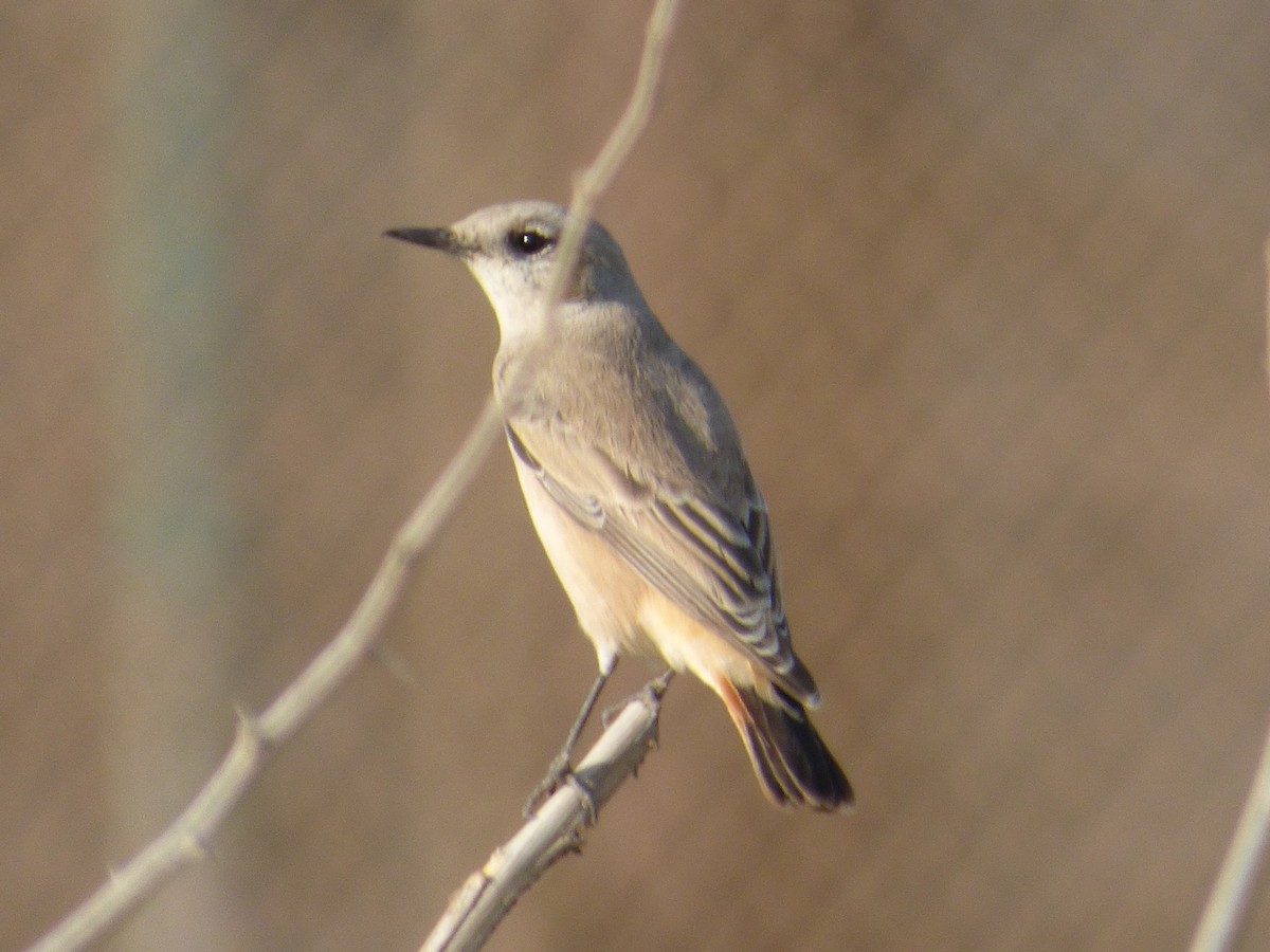 Kurdish/Persian Wheatear (Red-tailed Wheatear) - ML465105191