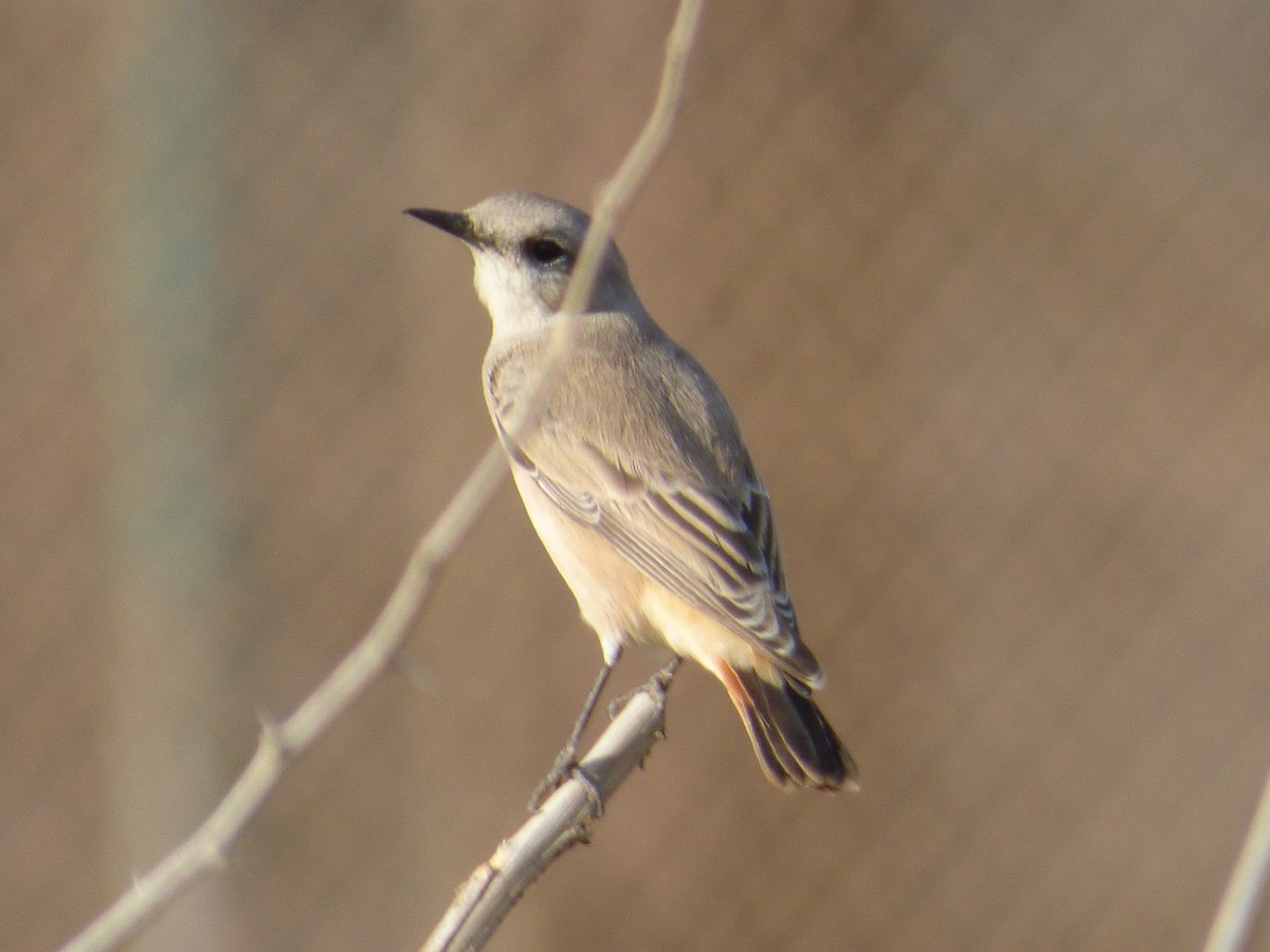 Kurdish/Persian Wheatear (Red-tailed Wheatear) - ML465105201