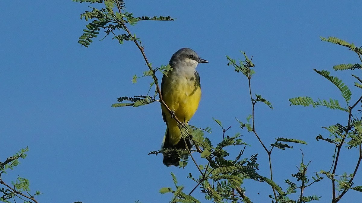 Western Kingbird - ML465105251