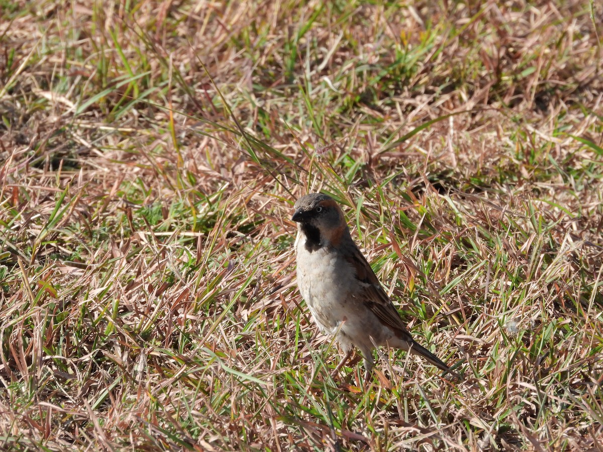 Kenya Rufous Sparrow - ML465105281