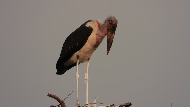 Marabou Stork - ML465105371