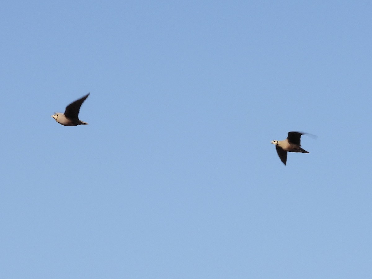 Yellow-throated Sandgrouse - ML465105661