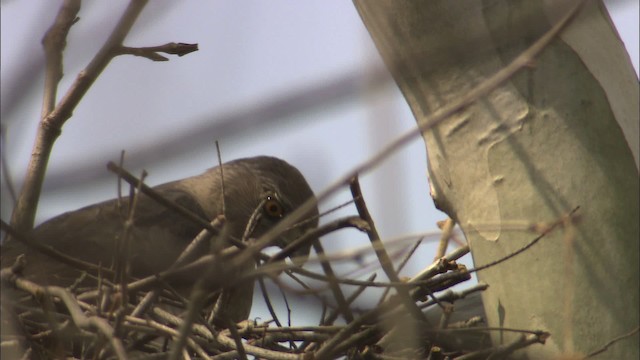 Cooper's Hawk - ML465106