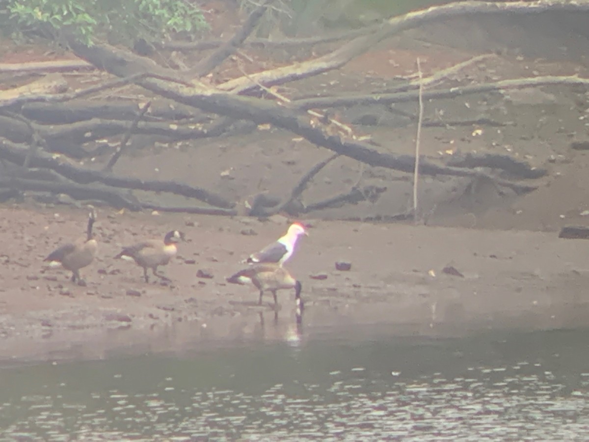 Great Black-backed Gull - ML465106221