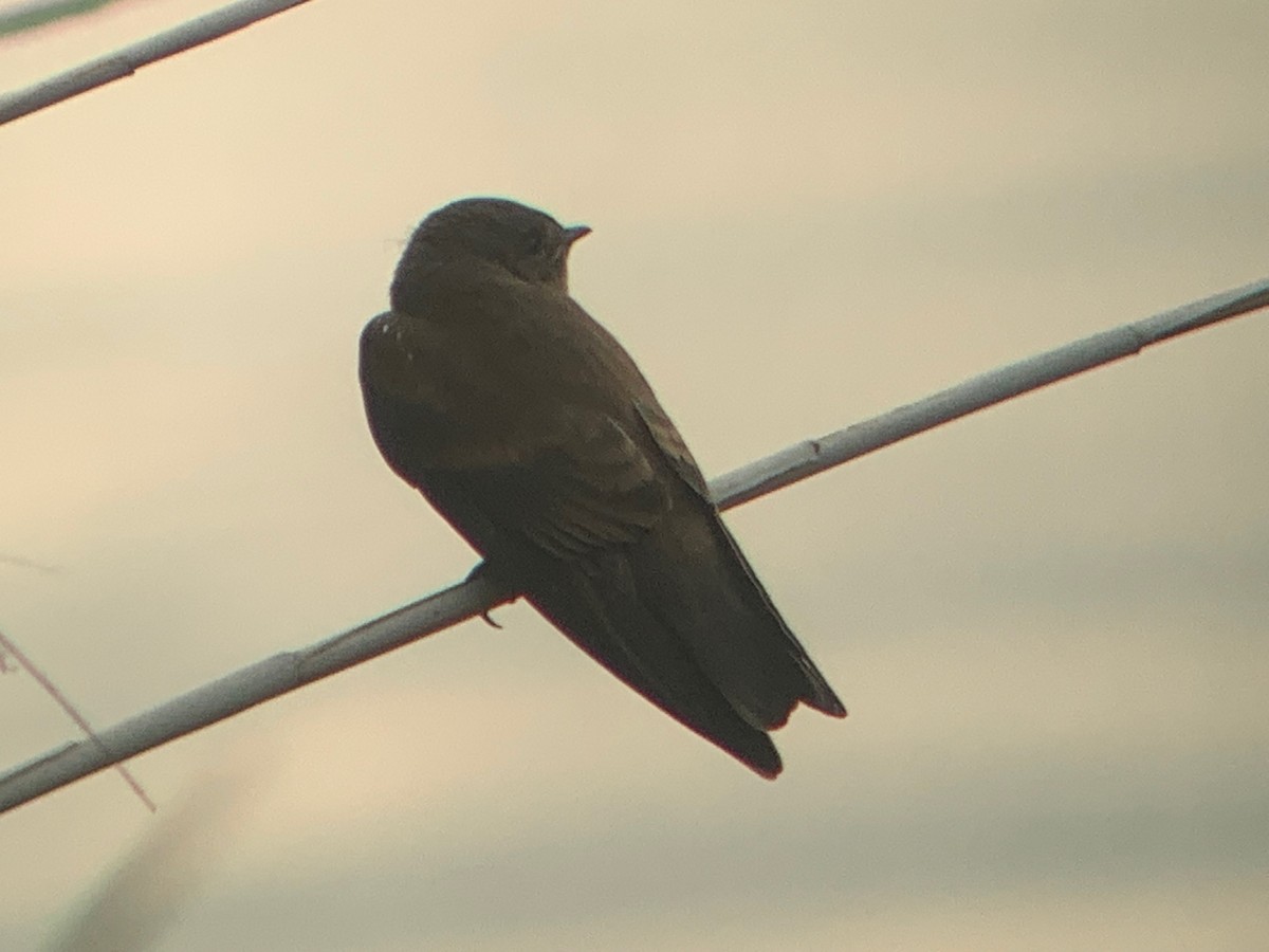 Northern Rough-winged Swallow - ML465106241