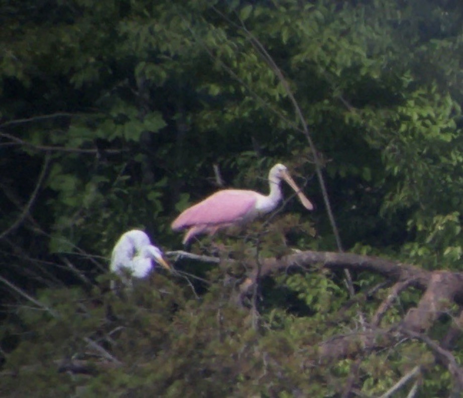 Roseate Spoonbill - ML465107021