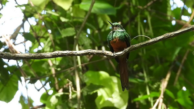 Rufous-tailed Jacamar - ML465107901