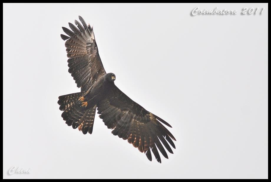 Black Eagle - ML46510811