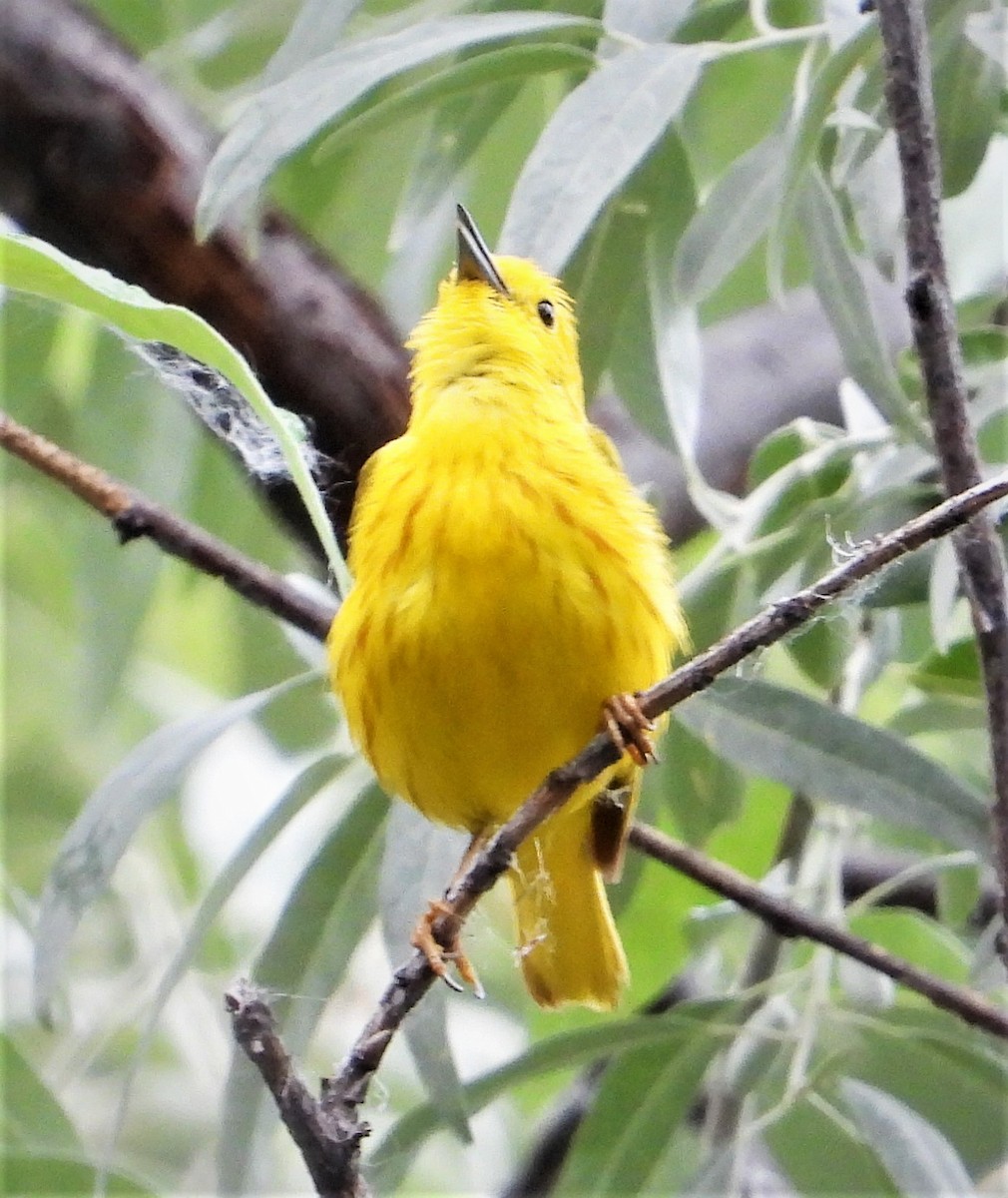 Yellow Warbler (Northern) - ML465108581