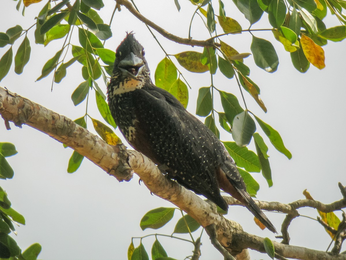 Giant Kingfisher - Peter Kennerley