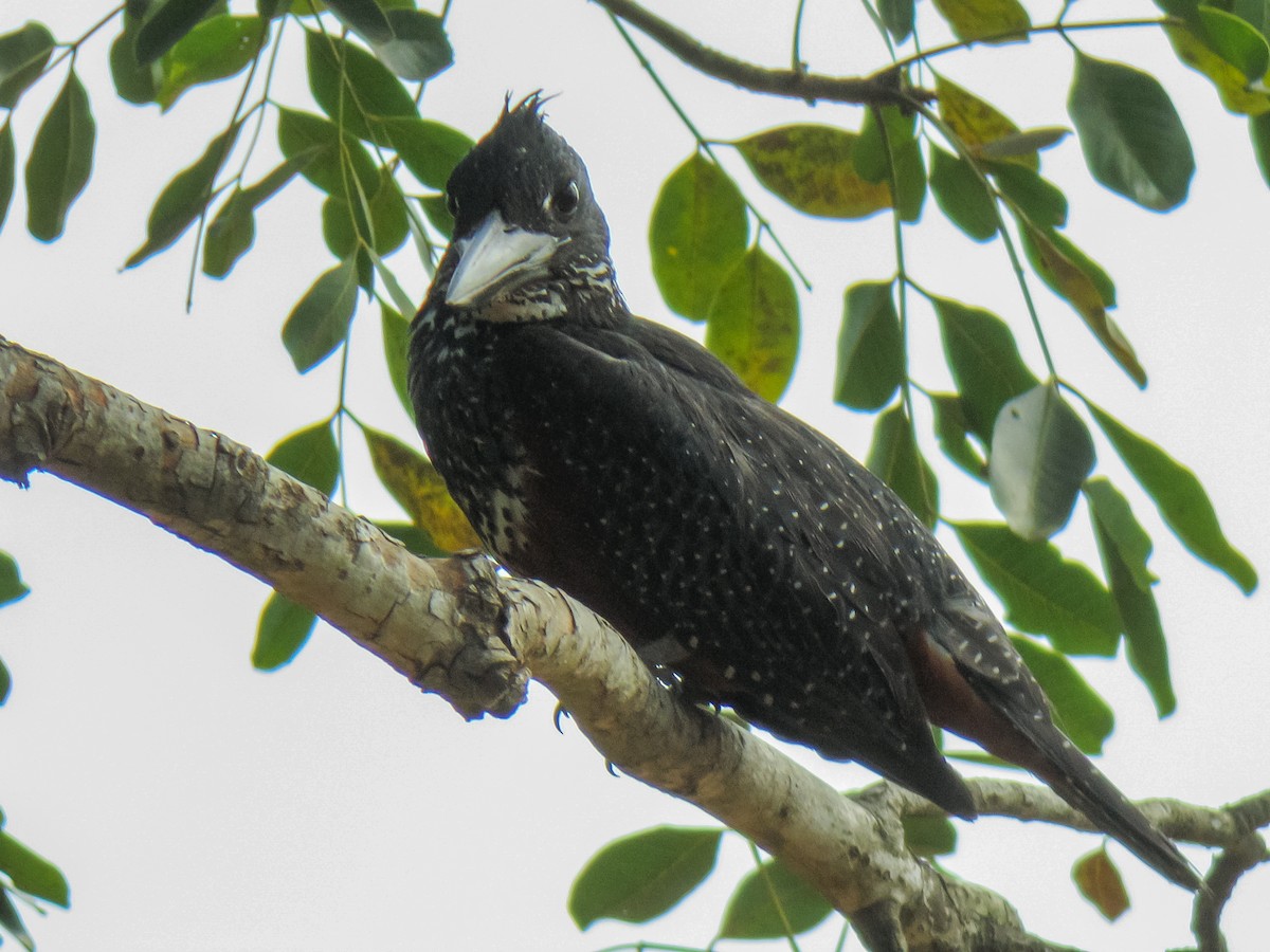 Giant Kingfisher - ML465108731