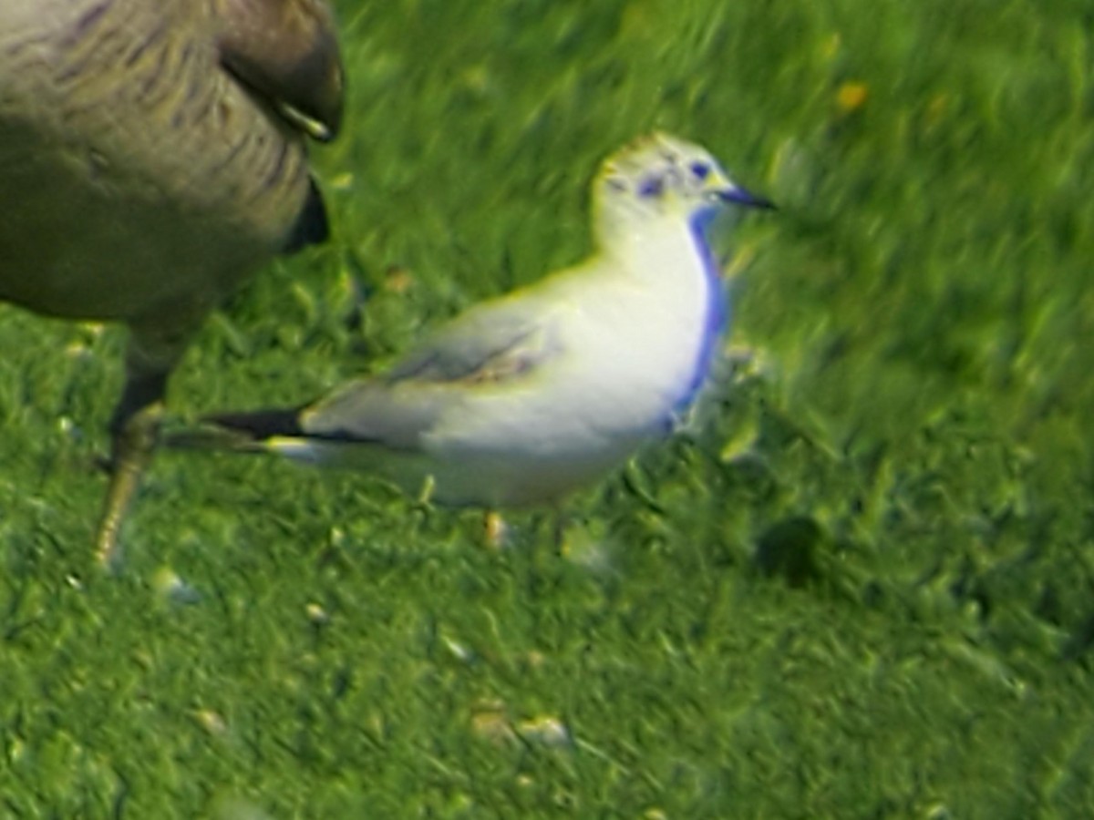 Bonaparte's Gull - ML465110061