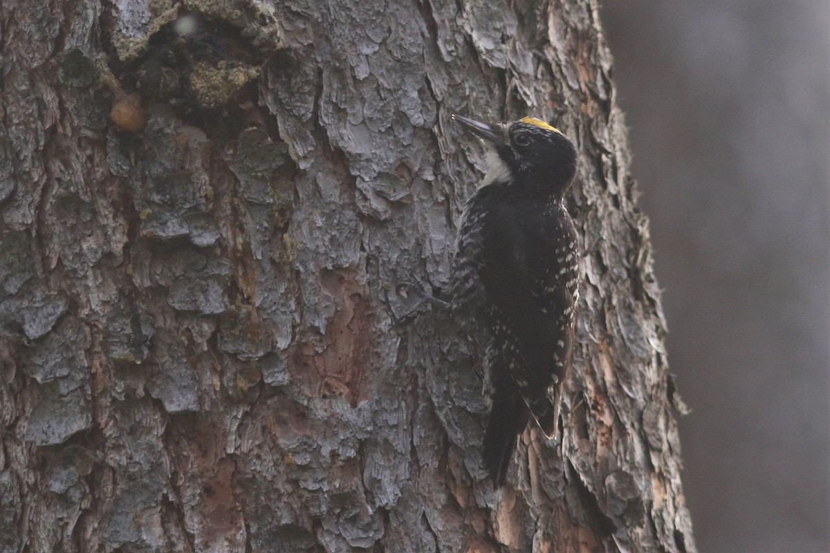 American Three-toed Woodpecker - Jonathan Pap