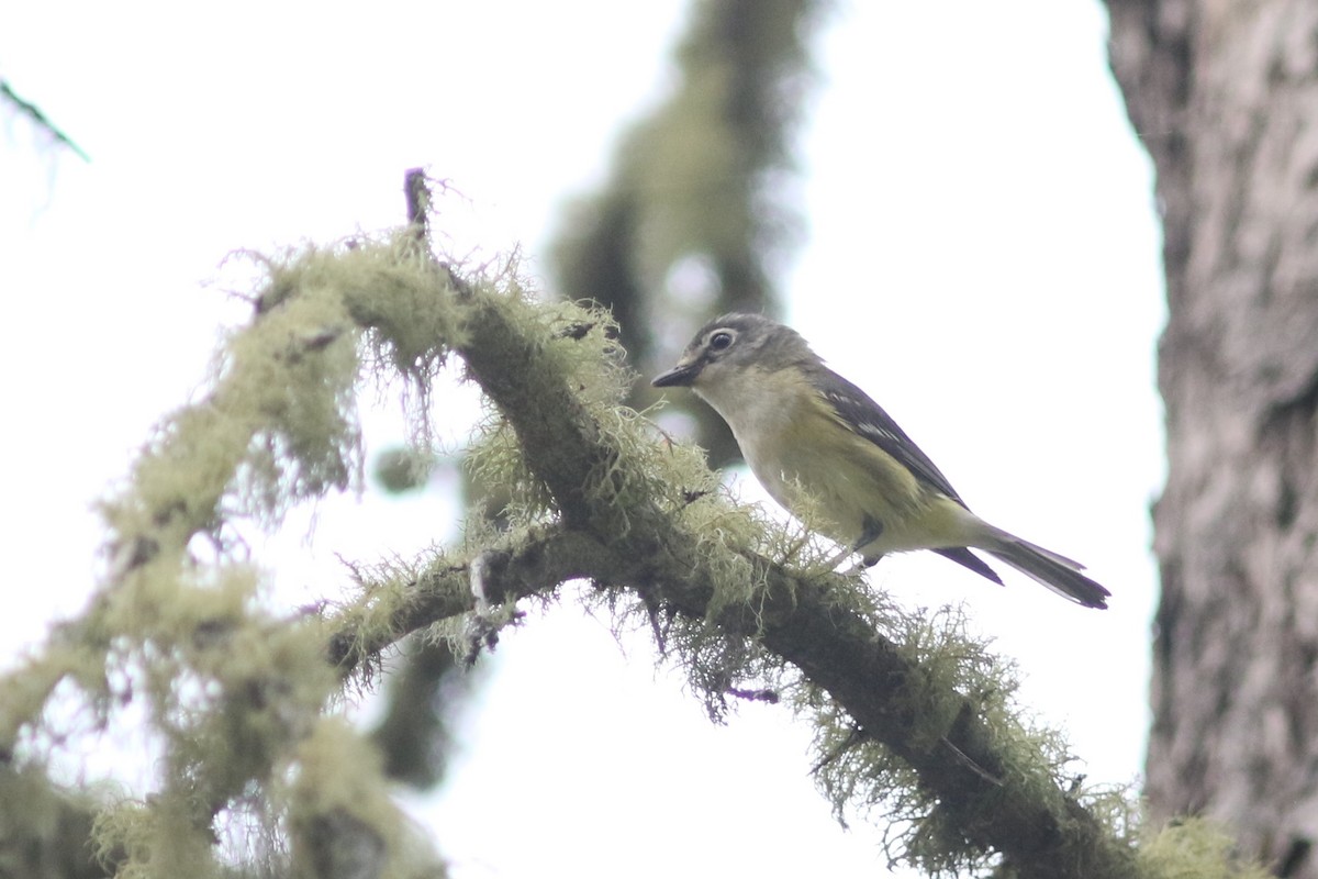 Blue-headed Vireo - ML465110391