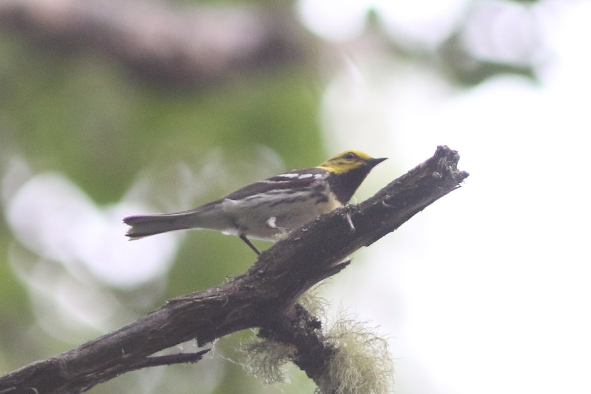 Black-throated Green Warbler - ML465110601