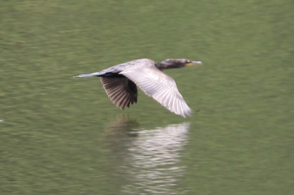 Cormoran à aigrettes - ML465113261