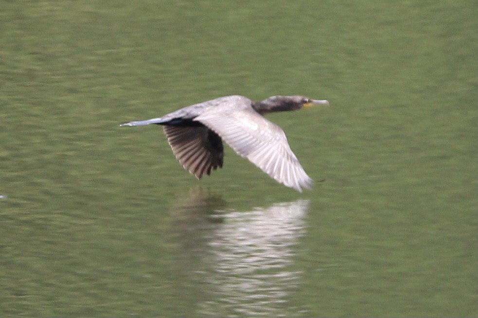 Double-crested Cormorant - ML465113261