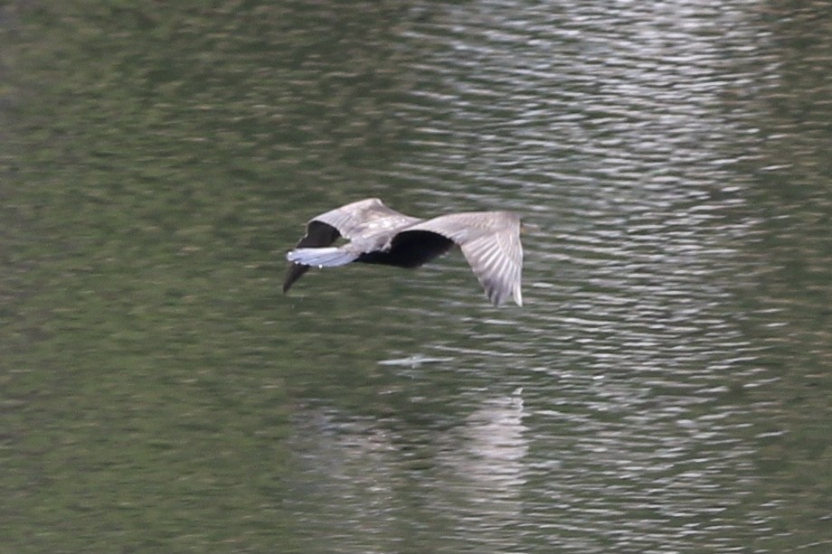 Cormoran à aigrettes - ML465113271
