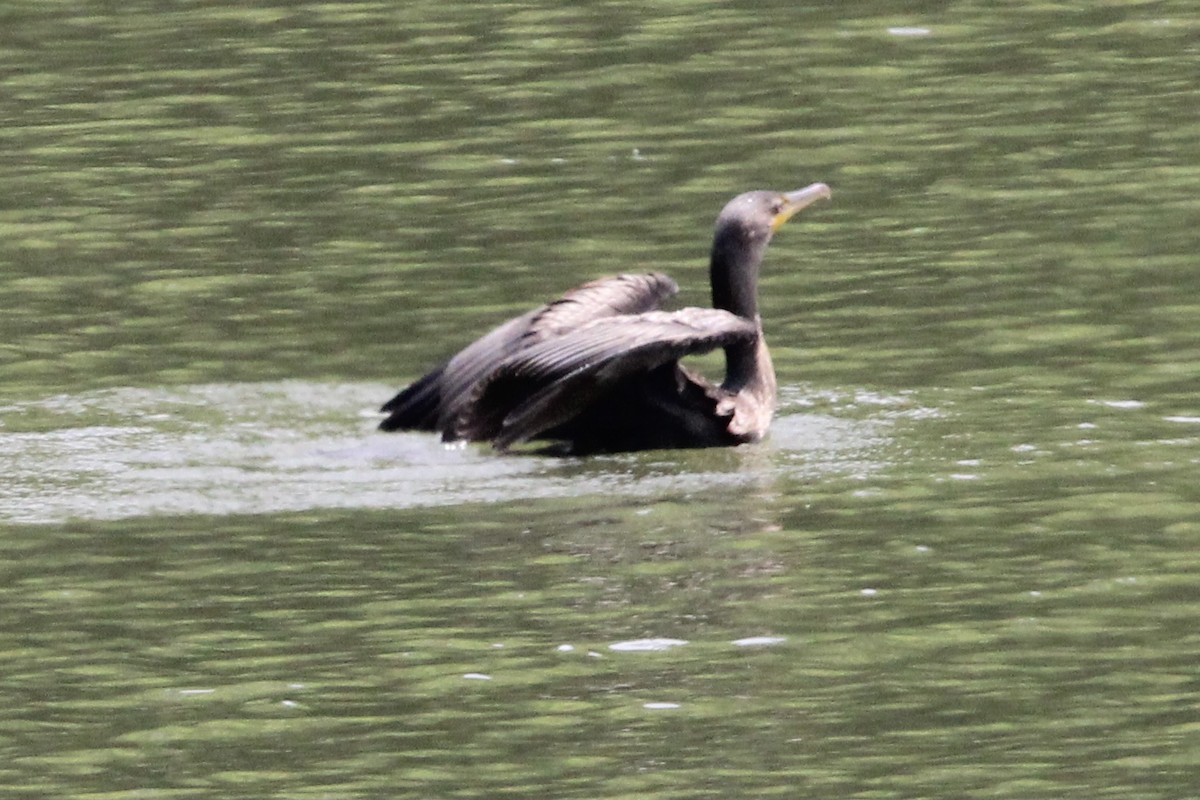 Double-crested Cormorant - ML465113281