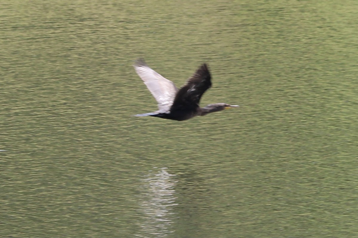 Double-crested Cormorant - ML465113291