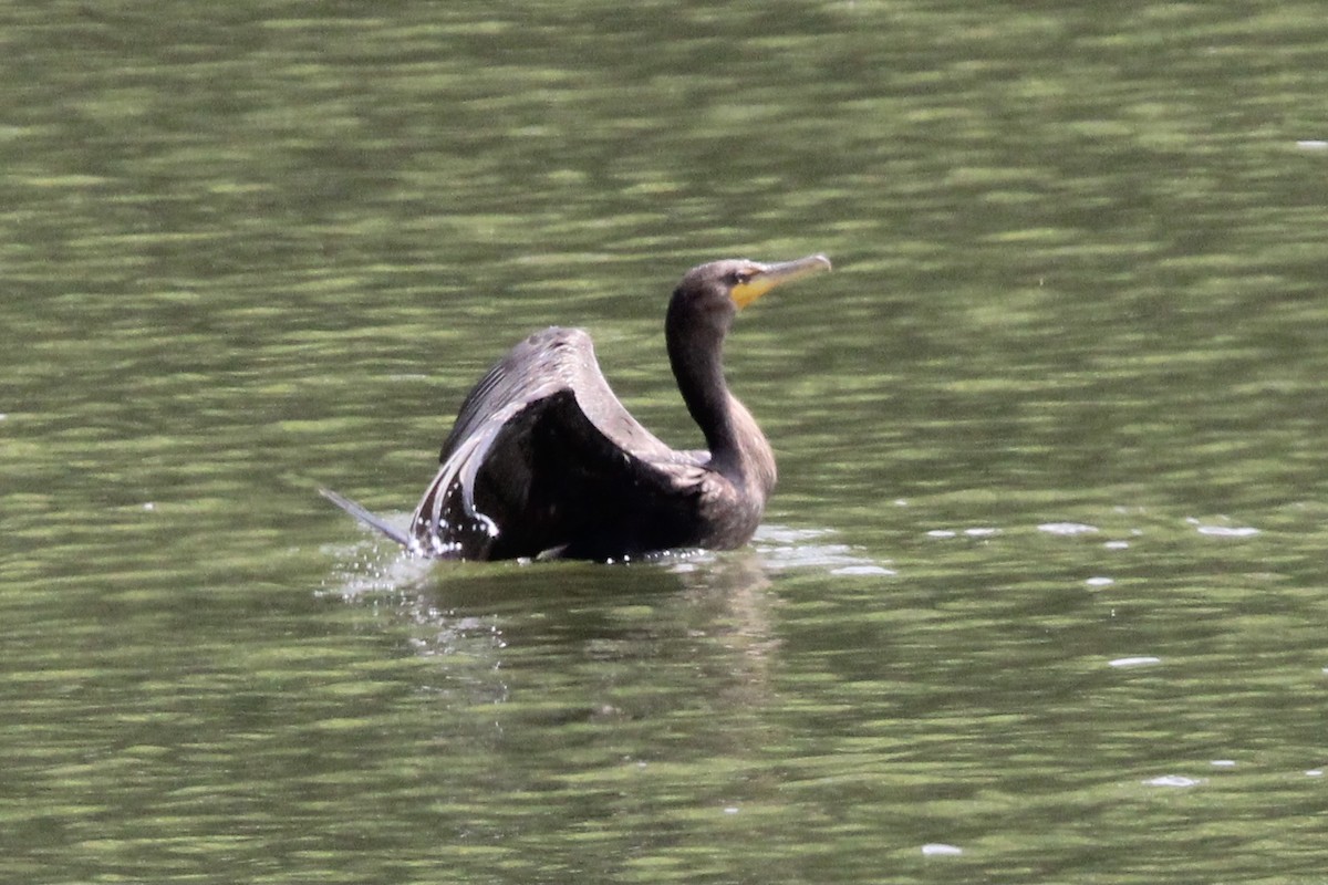 Cormoran à aigrettes - ML465113301