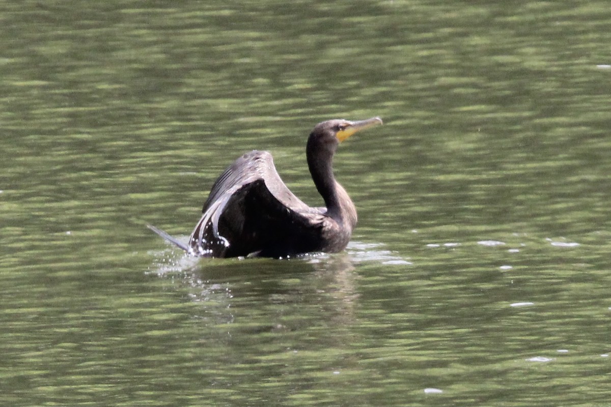 Double-crested Cormorant - ML465113301