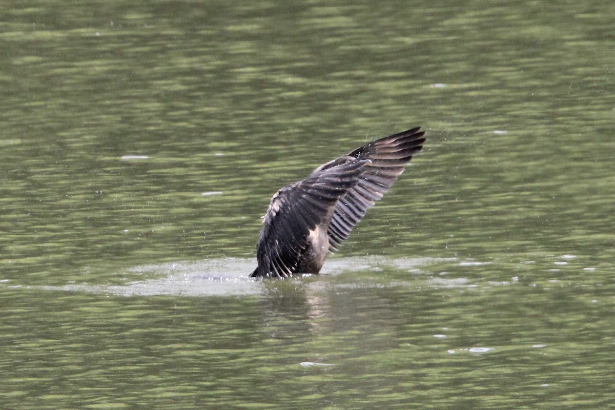 Double-crested Cormorant - ML465113311