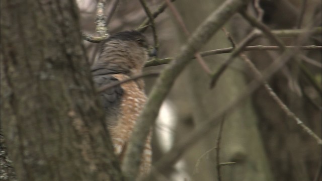 Cooper's Hawk - ML465114