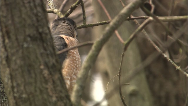 Cooper's Hawk - ML465115