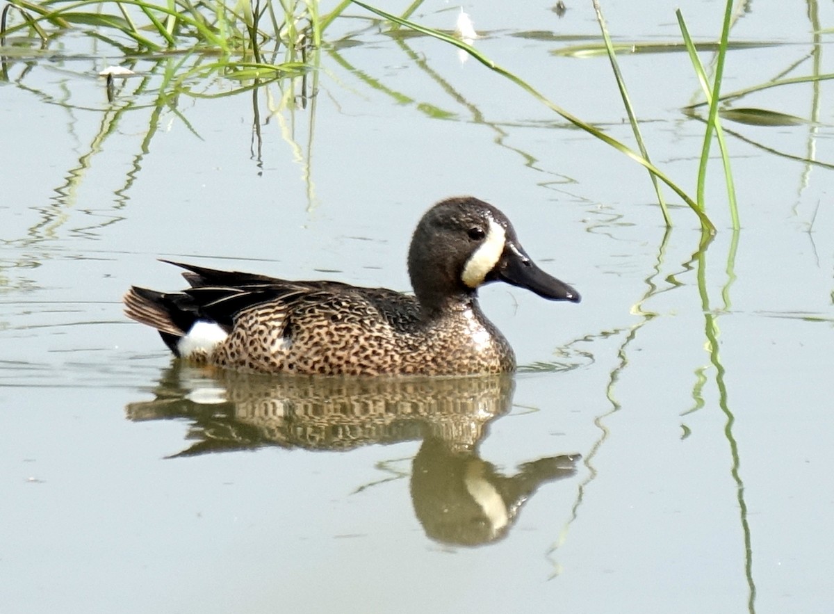 Blue-winged Teal - ML465115591