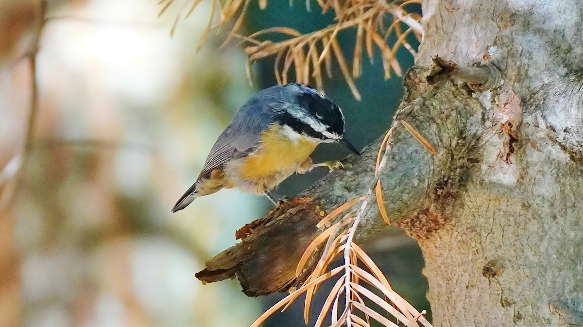 Red-breasted Nuthatch - ML465115651