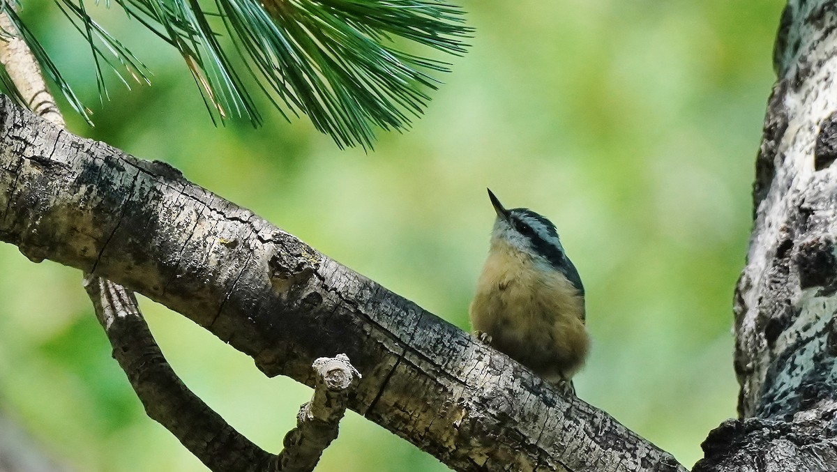 Red-breasted Nuthatch - ML465115661
