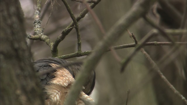 Cooper's Hawk - ML465116