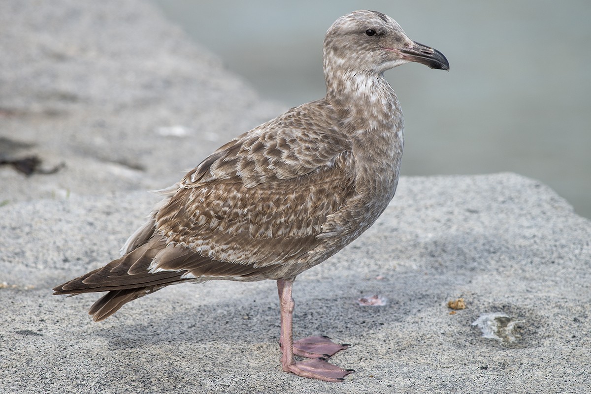 Western Gull - Bernardo Alps