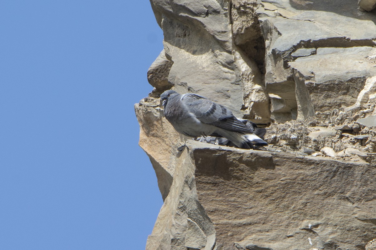 Pigeon des rochers - ML465116131
