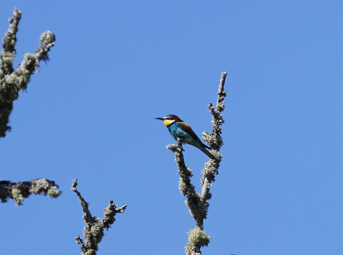 European Bee-eater - ML465116181
