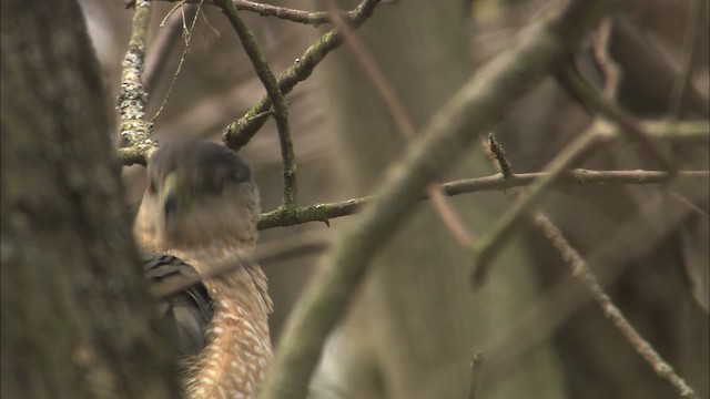 Cooper's Hawk - ML465117