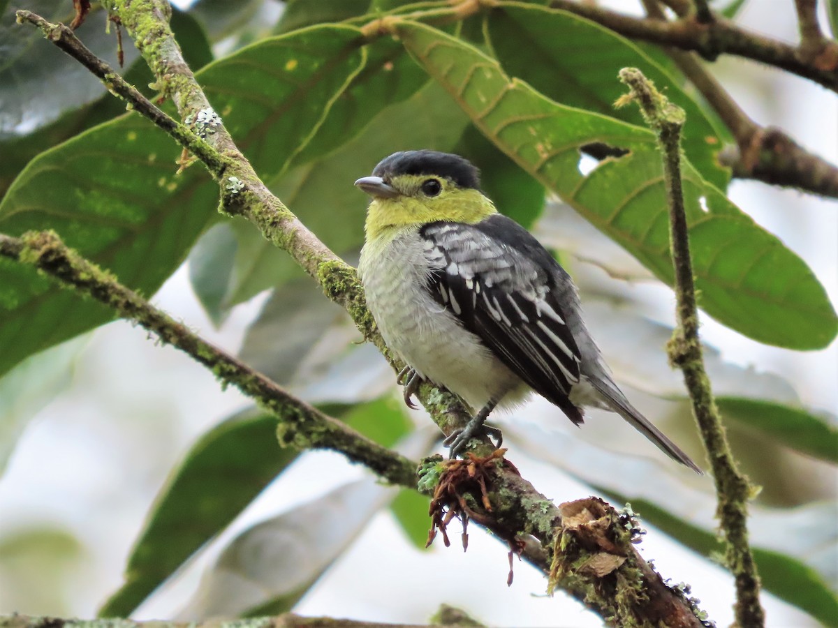 Barred Becard - Hugo Foxonet