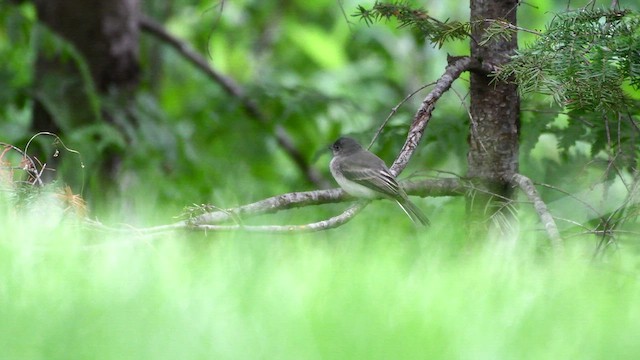 Eastern Phoebe - ML465117421