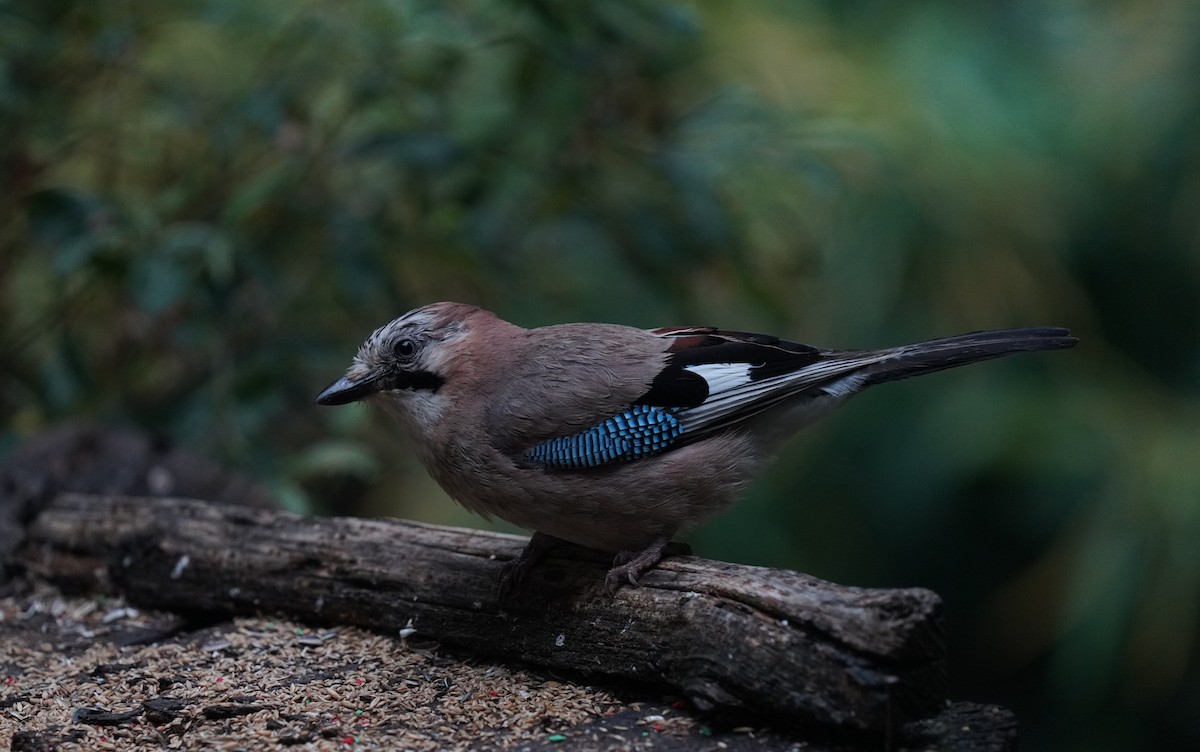 Eurasian Jay - ML465117441