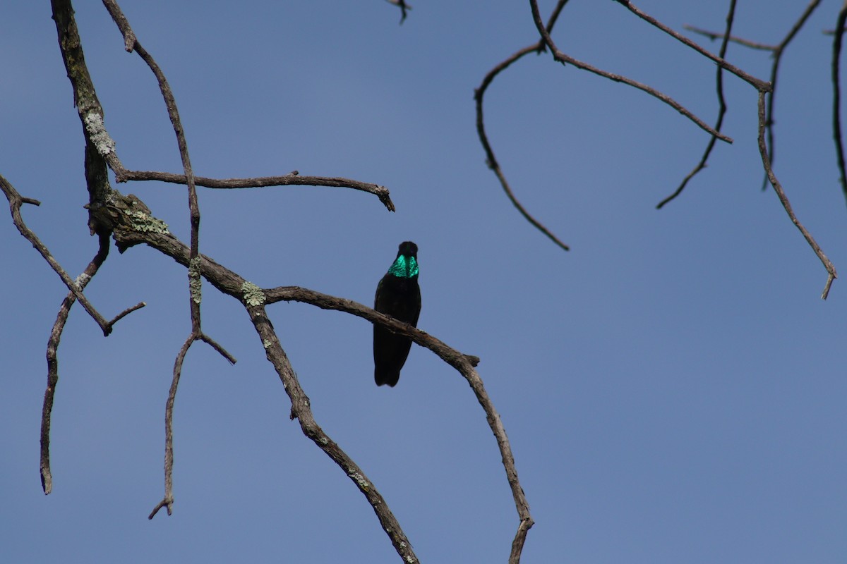 Colibrí Magnífico - ML465117901