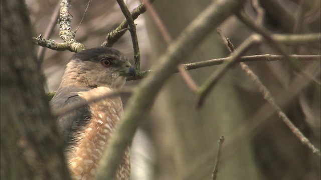 Cooper's Hawk - ML465118