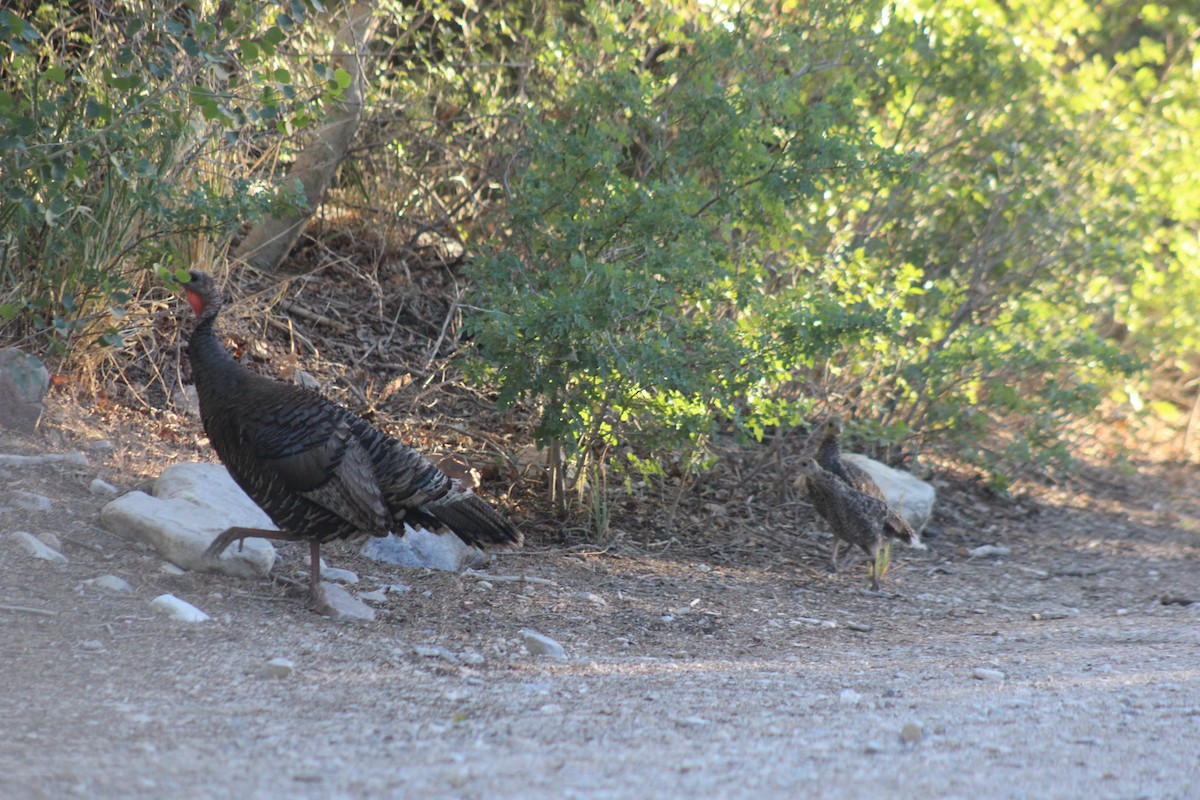 Wild Turkey - ML465118221