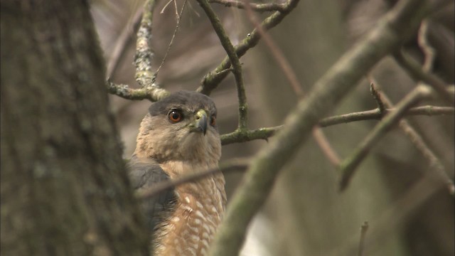 Cooper's Hawk - ML465119