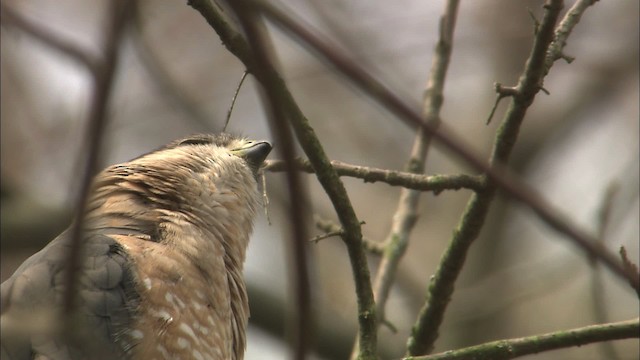 Cooper's Hawk - ML465121