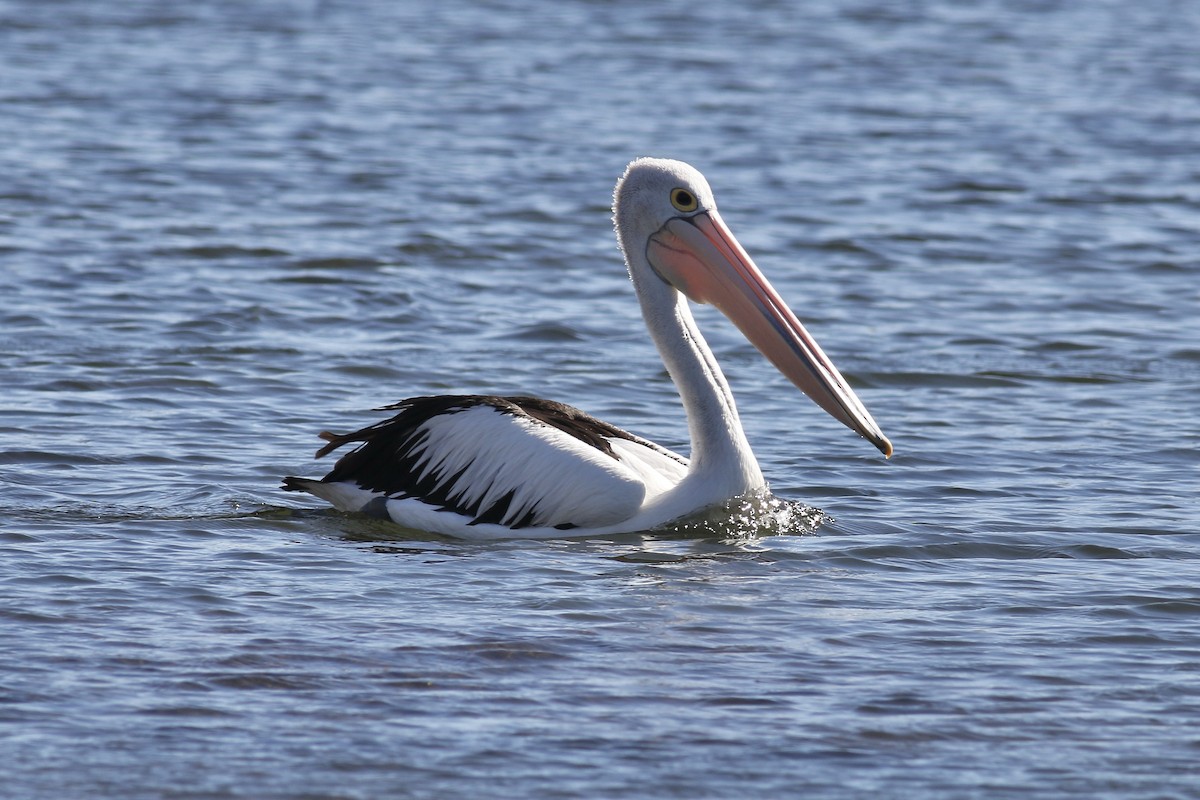 pelikán australský - ML465121341