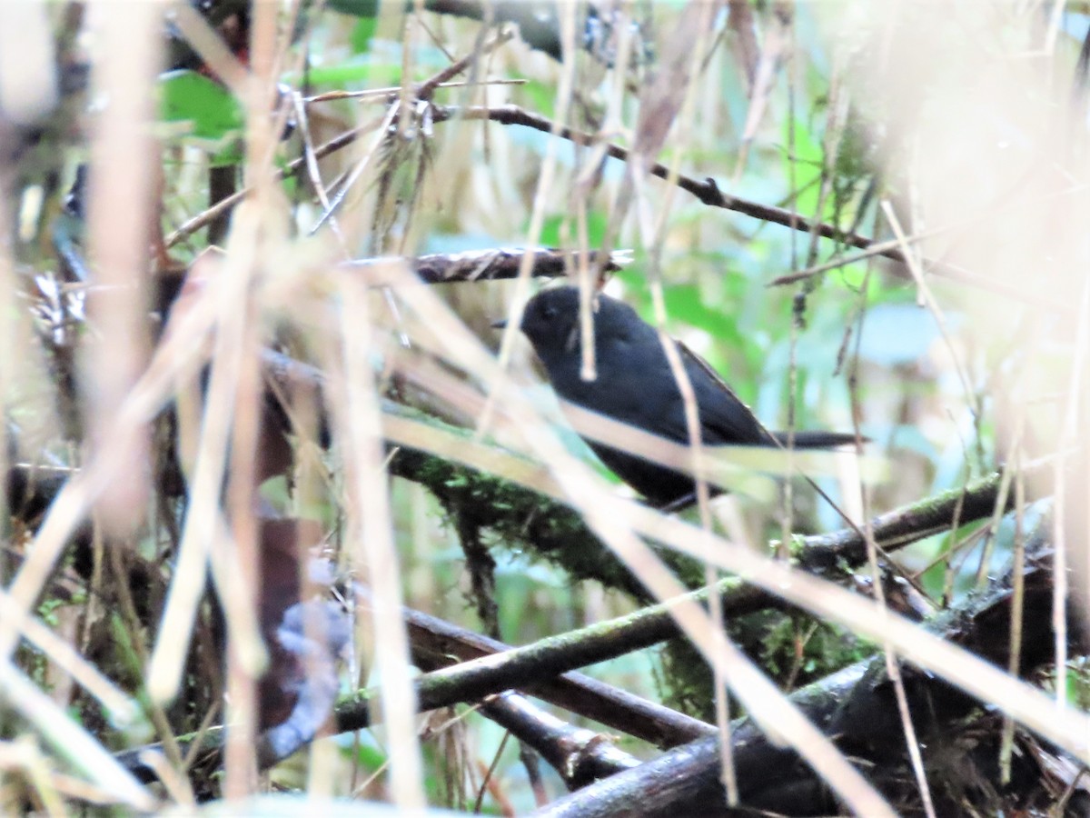 Blackish Tapaculo - ML465123011