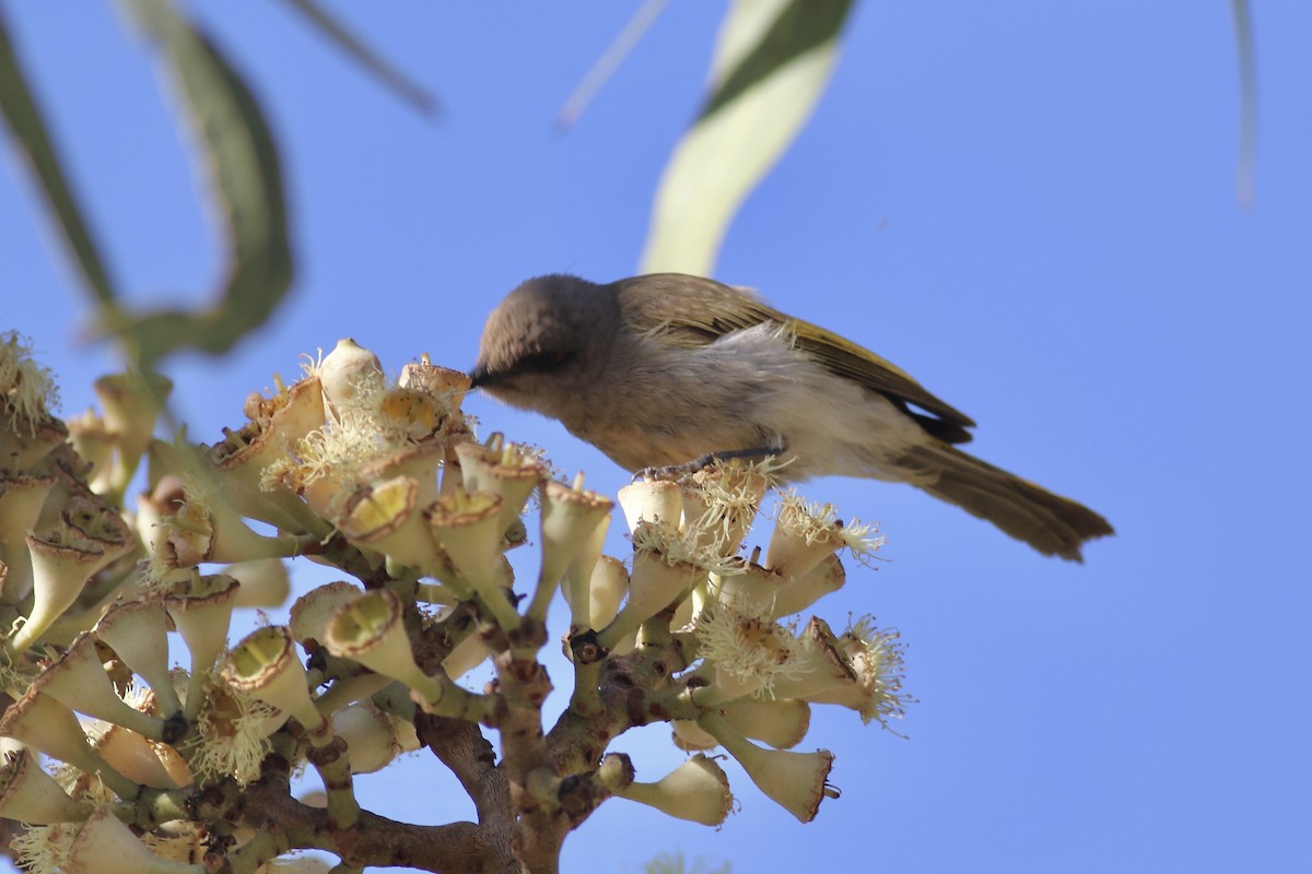 Brown Honeyeater - ML465124501